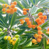 Live Loquat Tree Seedling, 5-9 Inches Tall In 4 Inch Pot, Cold Hardy Plant