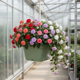 2 Live Double Impatiens Starter Plants, Assorted Colors, 3-5 Inches Tall