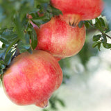 3 Live Red Pomegranate Trees, 8-10 Inch Tall Plants For Garden Growing