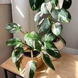 Live White Princess Philodendron Plant, Variegated Houseplant, 5-8 Inch