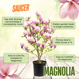 Live Saucer Magnolia Tree, Fragrant Blooms, 6-12 Inch Tall, 2.5-Inch Pot
