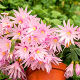 Spring Easter Cactus, Live Blooming Houseplant, 4-7 Inches For Indoors