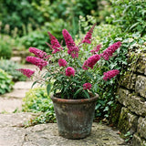 Buddleia Shrub, Raspberry Blooms, Compact 4-7 Inch Perennial Garden Plant