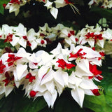4 Mixed Clerodendrum Bleeding Heart Live Plants, 5-10 Inch Flower Vines