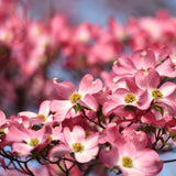 Live Pink Dogwood Tree In Quart Pot, 8-10 Inches Tall, For Outdoor Planting