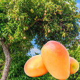 Live Mango Fruit Tree In Gallon Pot, Outdoor Plant For Warm Climate Gardens