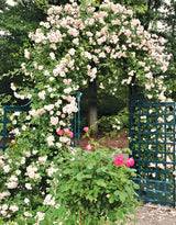 Live White Climbing Rose Plant, Flowering Bush For Indoor Or Outdoor Use