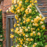 Live Yellow Climbing Rose Plant, Well-Rooted Flowering Bush For Gardens