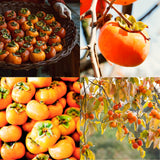 Persimmon Live Plant In Pot, One 6-12 Inch Fruit Seedling For Outdoors
