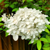 White Hydrangea Live Plant, 5-11 Inch Starter Flower Shrub For Gardens