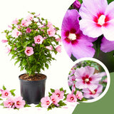 Rose Of Sharon Live Tree, Pink Flowering Shrub, 6-13 Inches Tall For Garden