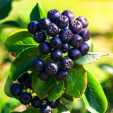 Live Black Chokeberry Berry Bush, 8-14 Inches Tall In A Quart Container