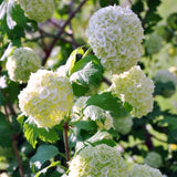 White Snowball Viburnum Shrub, 6-12 Inch Live Plant For Outdoor Gardens
