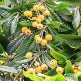 Live Loquat Fruit Tree Plant, Hardy Garden Tree, 10-14 Inch, Gallon Pot