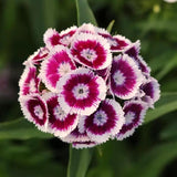 4 Live Red Dianthus Flower Plants, Outdoor Planting, Perennial Flowers