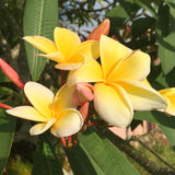 Yellow Plumeria Frangipani Live Tropical Plant, 1-2 Ft Tall, 1 Gallon Pot