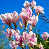 Saucer Magnolia Flowering Tree Live Plant, 6-12 Inches Tall In 3-Inch Pot