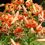5 Orange Tiger Lily Flower Bulbs, Turks Cap Roots Ready For Garden Planting