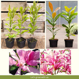 Ann Magnolia Live Plant, 6-12 Inch Flowering Tree For Outdoor Garden Areas