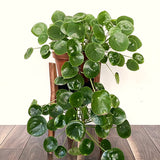 3 Pilea Peperomioides Live Houseplants, Money Plant, 3-5 Inches Height