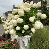 Live Silver Dollar White Hydrangea Plant, Perennial Shrub, 5-9 Inches Tall