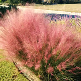 2 Live Ruby Muhly Grass Plants, 5-9 Inch Tall, Ornamental Perennial Accent