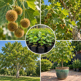 Live Sycamore Shade Tree, Quart Pot, 7-10 Inches Tall, Outdoor Planting