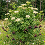 Live Black Elderberry Shrub In Quart Pot, 8-12 Inch Outdoor Garden Plant