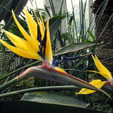 2 Live Yellow Bird Of Paradise Plants, Strelitzia Reginae, 5-9 Inches Tall