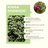 Live Kousa Dogwood Ornamental Tree, 8-10 Inches Tall, Quart Potted Plant