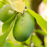 Live Pawpaw Fruit Tree In Quart Pot, Outdoor Growing Plant, 15-30 Ft Tall