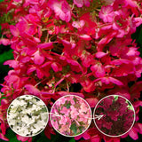 Oakleaf Hydrangea In Quart Pot, 6-12 Inch Live Plant, Pink To White Color