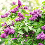Purple Lilac Live Plant, Quart Pot, 6-12 Inch Tall Outdoor Perennial Shrub