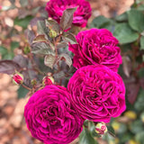 Fragrant Purple Climbing Rose Bush, Live Bare Root Plant For Indoor Outdoor