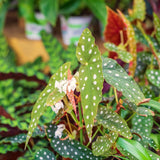 2 Live Begonia Angel Wing Maculata Plants, 5-9 Inch Tall, Indoor Foliage