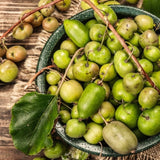 3 Live Cold-Hardy Fruit Vine Starters, 4-6 Inch Plants For Outdoor Gardens