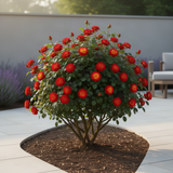 Live Climbing Rose Plant, Flowering Vine For Trellises, Fences And Arches