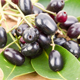 Live Jamun Fruit Tree Plant, Black Jambu, 1 Gallon Pot, 14-18 Inches Tall