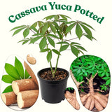 Live Sweet Yuca Cassava Plant, 6-9 Inch Garden Vegetable For Outdoor Use