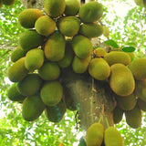 Yellow Jackfruit Live Tree, 2 To 3 Feet Tall, One-Gallon Potted Seedling