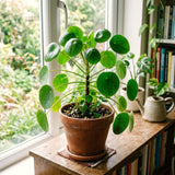 Live Pilea Peperomioides Houseplant, Round Green Leaves, 5-7 Inches Tall