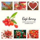 4 Live Goji Berry Plants, 3-6 Inches Tall, Four-Month Outdoor Starters