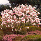 Saucer Magnolia Flowering Tree Live Plant, 6-12 Inches Tall In 3-Inch Pot