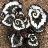 2 Live Angel Wing Maculata Begonia Plants, Silver Green, 5-9 Inches Tall