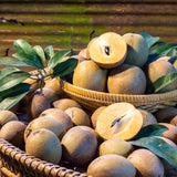 Sapodilla Fruit Tree, Live 6-10 Inch Tropical Plant In Half-Gallon Pot