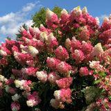 Live Pink Hydrangea Shrub, 5-10 Inch Tall Plant With Large Garden Blooms
