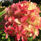 Live Pink Hydrangea Shrub, 5-10 Inch Tall Plant With Large Garden Blooms
