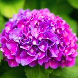 2 Live Hydrangea Starter Trees, Random Blooms, 5-9 Inches Tall, No Pot