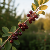 Live Red Chokecherry Berry Fruit Tree Plant, 8-14 Inches Tall, 2.5-Inch Pot