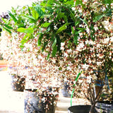 3 Wallichii Smithianum Live Bleeding Heart Vine Plants, 5-10 Inches Tall